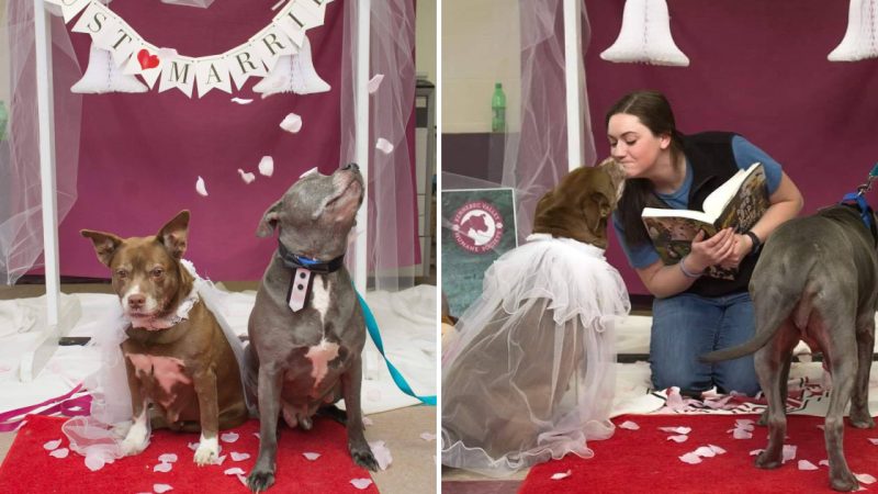 Heartwarming Wedding Celebrated for Beloved Senior Rescued Dogs