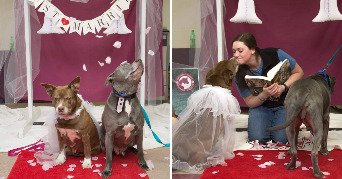 Heartwarming Wedding Celebrated for Beloved Senior Rescued Dogs