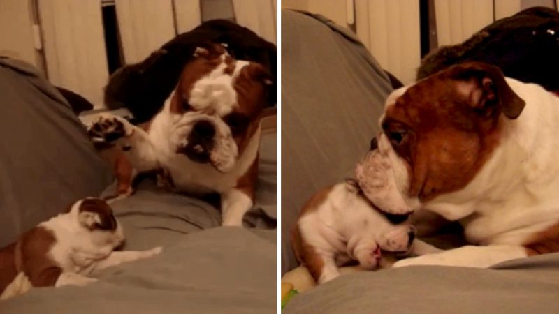 Hilarious Encounter: Bulldog Dad Meets His Daughter for the First Time