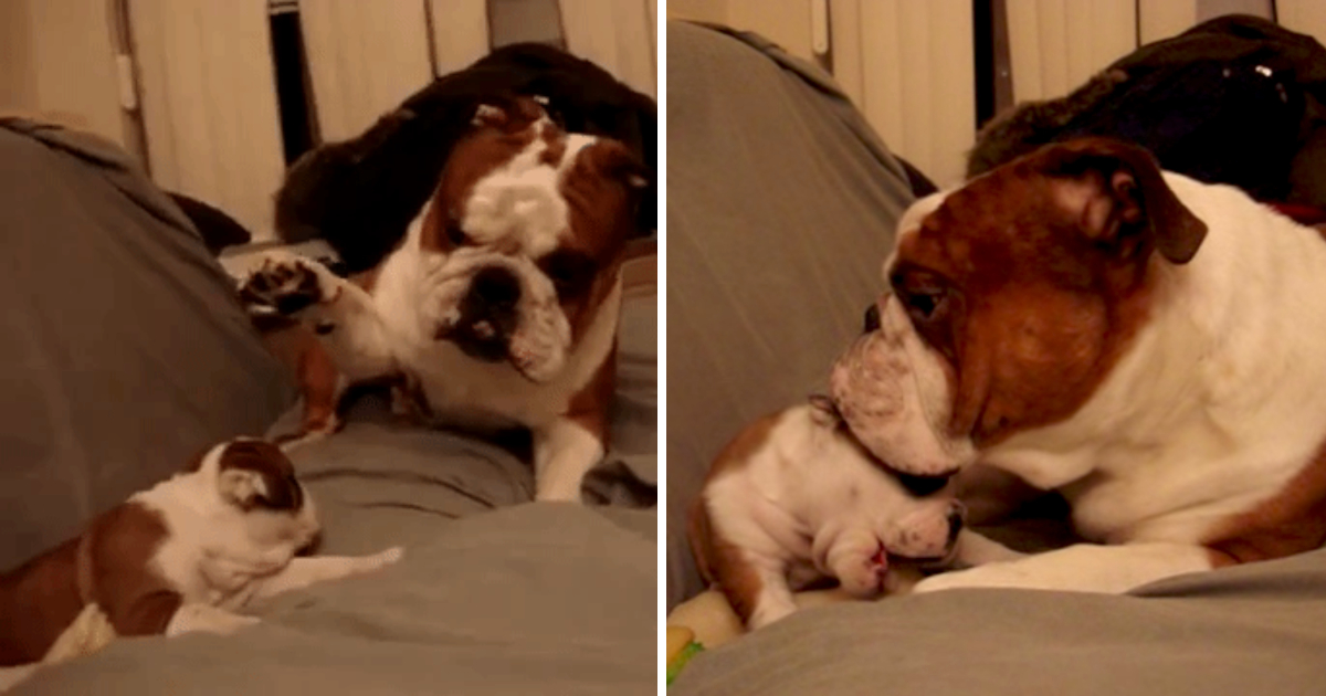Hilarious Encounter: Bulldog Dad Meets His Daughter for the First Time