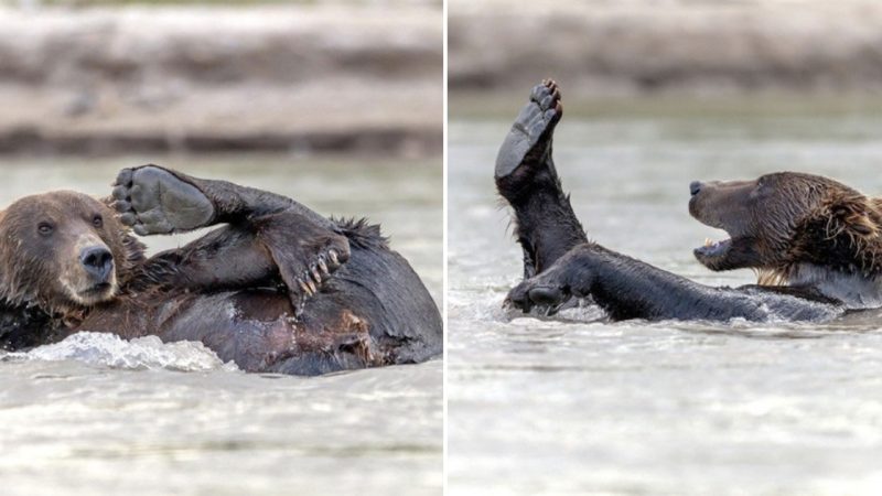 Hilarious Scene of a Bear’s Amusing Bathing Ritual