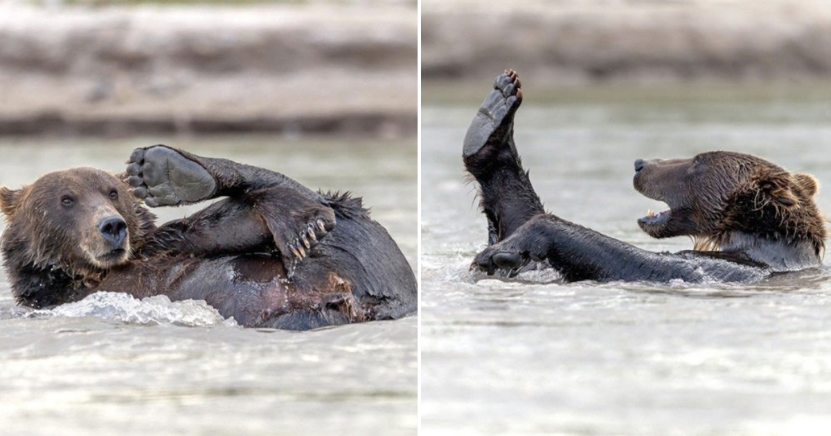 Hilarious Scene of a Bear’s Amusing Bathing Ritual