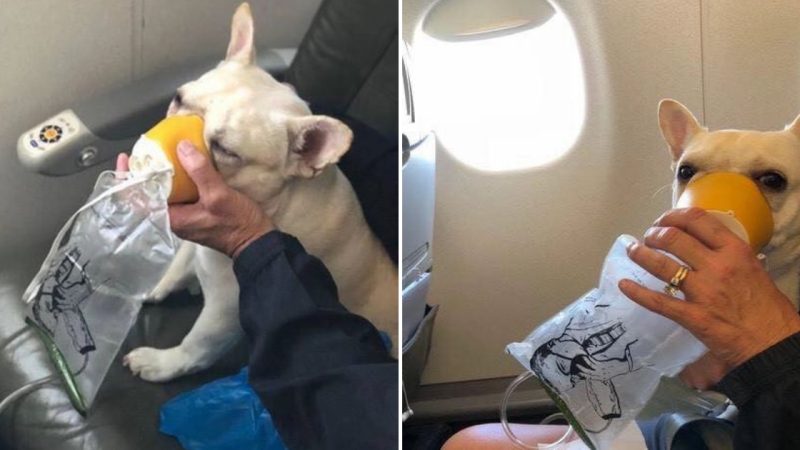 How Airline Attendants Rescued a Dog from Suffocation on a Plane