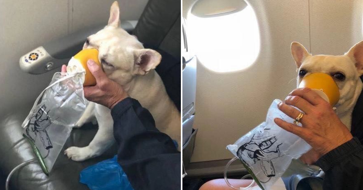 How Airline Attendants Rescued a Dog from Suffocation on a Plane