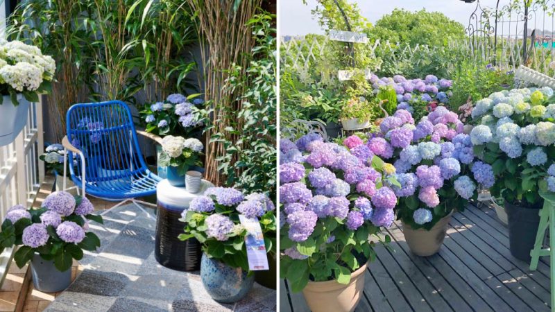 Hydrangea on the Balcony: Successfully Cultivate the Most Popular Flower in Ordinary Pots