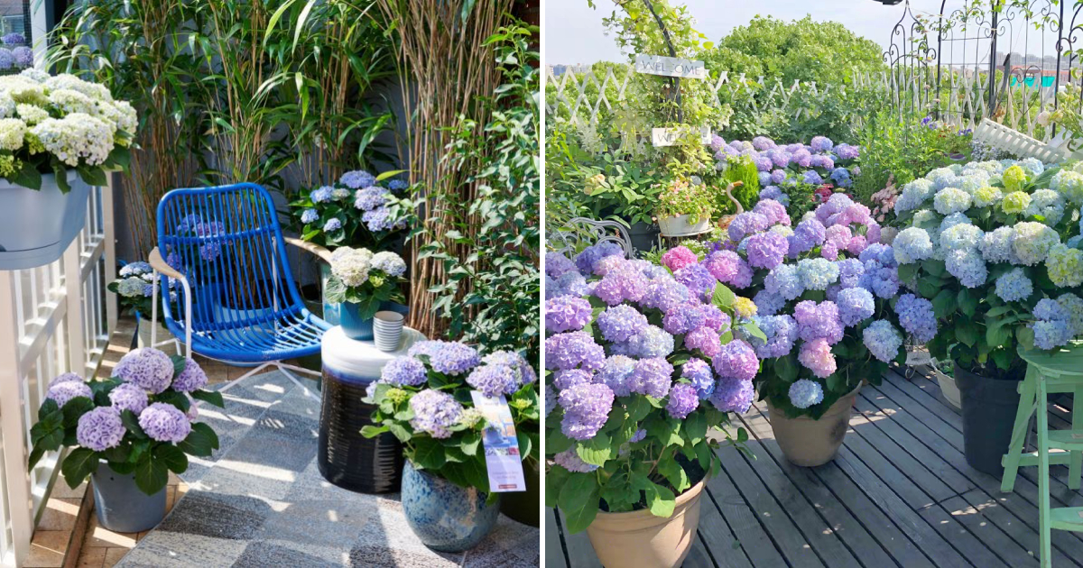 Hydrangea on the Balcony: Successfully Cultivate the Most Popular Flower in Ordinary Pots