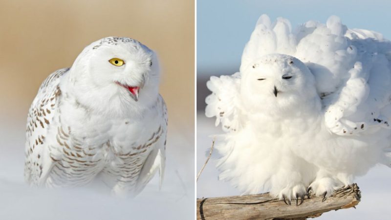 Majestic Snowy Owl Captivates Spectators with Rare Appearance in Pennsylvania