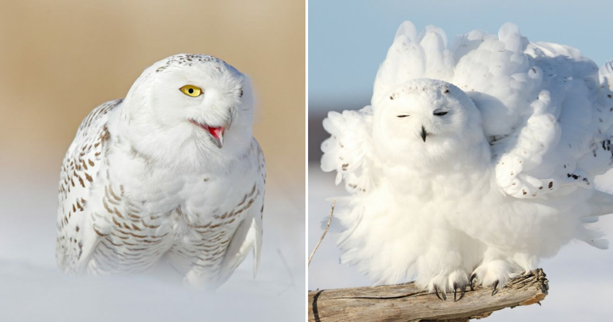 Majestic Snowy Owl Captivates Spectators with Rare Appearance in Pennsylvania