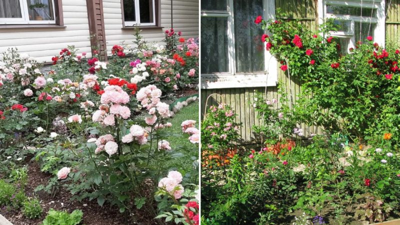 Maya Adonyeva’s Miniature Rose Garden