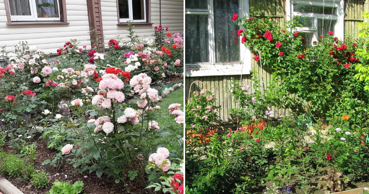 Maya Adonyeva’s Miniature Rose Garden