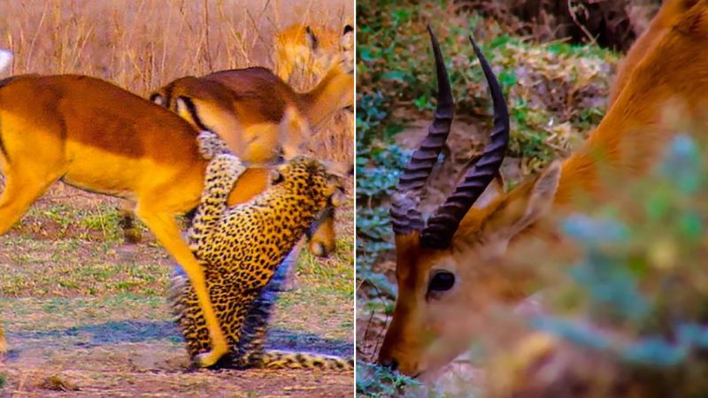 Miraculous Escape of an Antelope from the Jaws and Claws of a Leopard