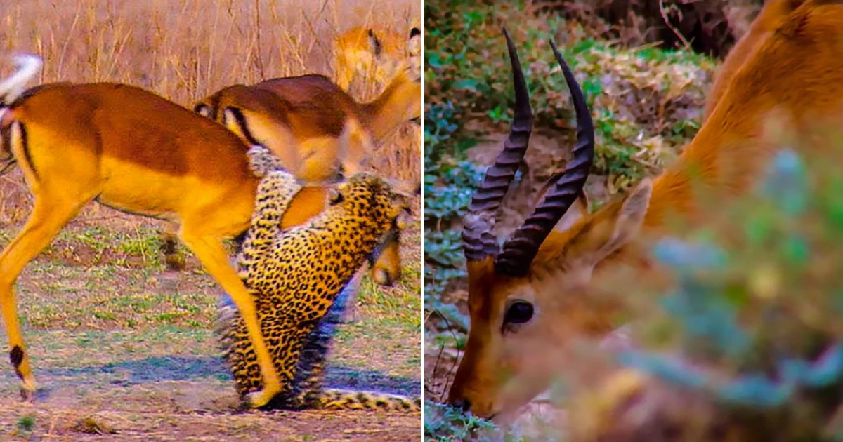 Miraculous Escape of an Antelope from the Jaws and Claws of a Leopard