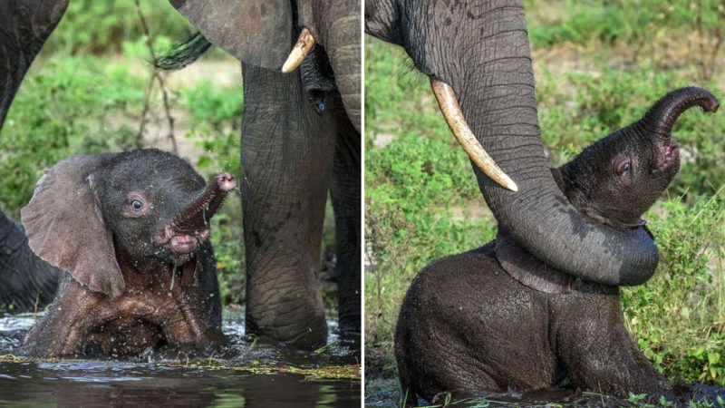 Mother Knows Best: Adorable Elephant Calf Rescued from Watering Hole with Mom’s Trunk