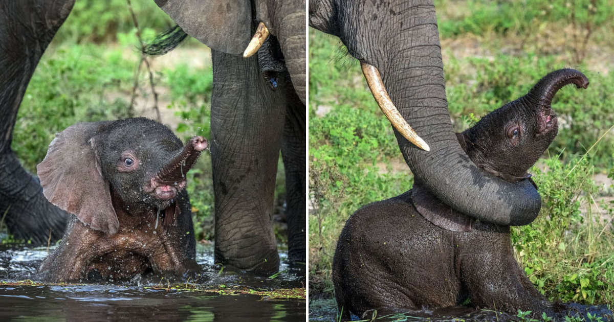 Mother Knows Best: Adorable Elephant Calf Rescued from Watering Hole with Mom’s Trunk