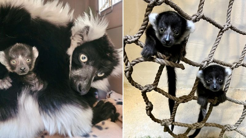 OH BABY!! Birth of Critically Endangered Black-and-White Ruffed Lemurs!