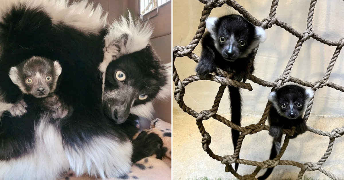 OH BABY!! Birth of Critically Endangered Black-and-White Ruffed Lemurs!