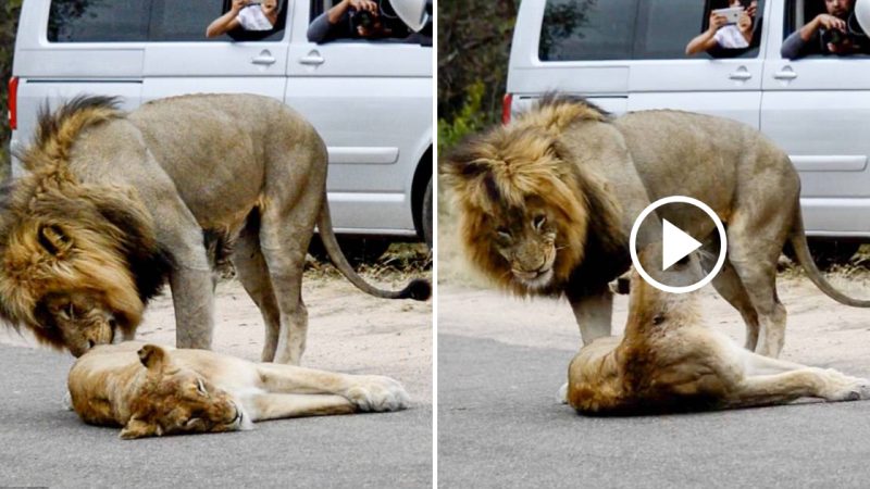 Passionate Lions Bring Traffic to a Standstill in Romantic Encounter