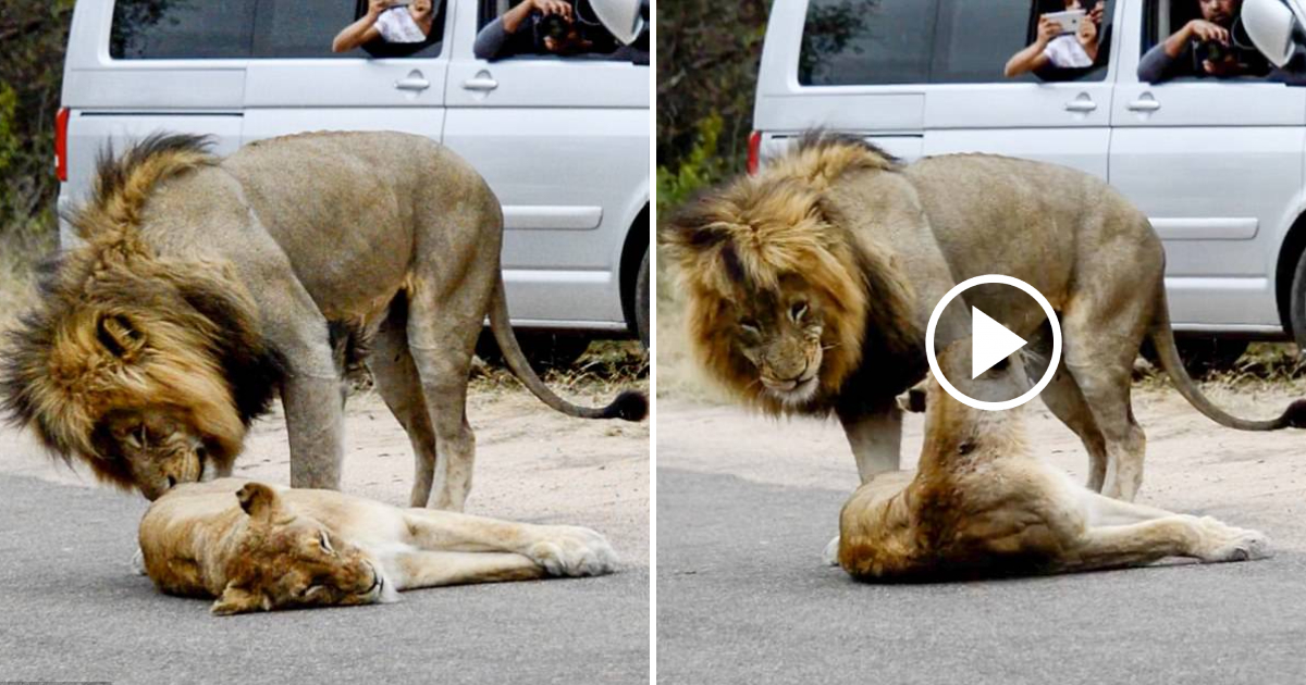 Passionate Lions Bring Traffic to a Standstill in Romantic Encounter
