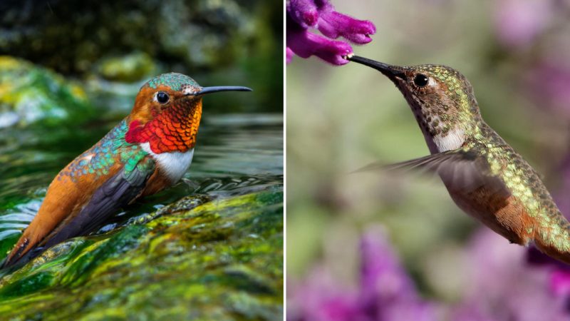 Protecting Allen’s Hummingbird and Other California Species in the Face of Climate Change