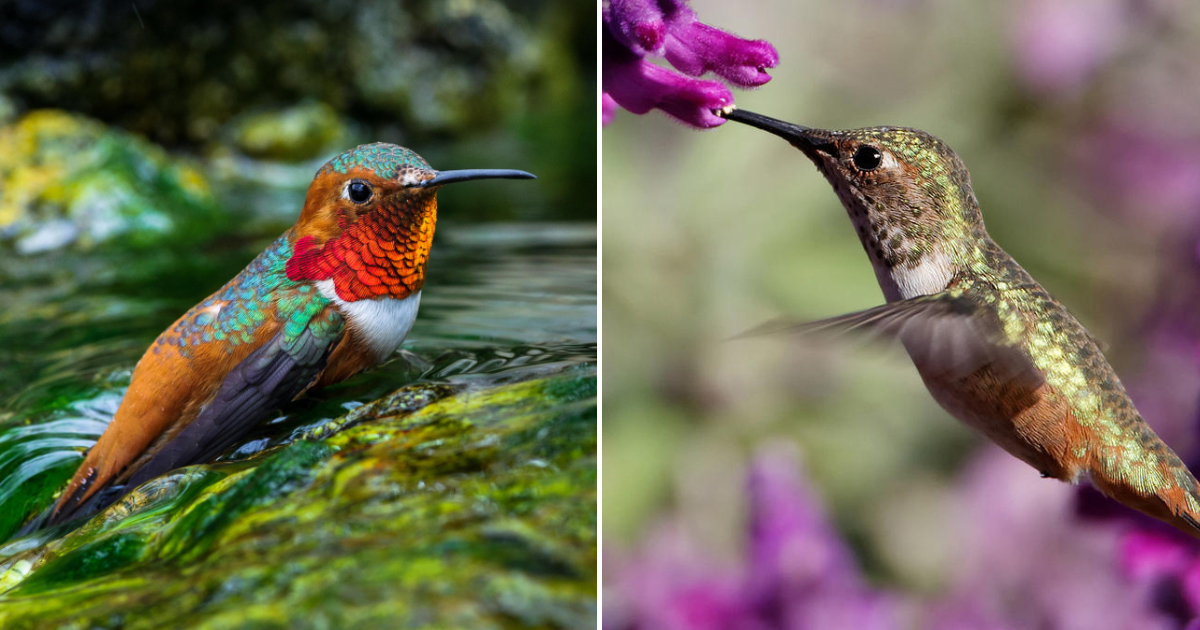 Protecting Allen’s Hummingbird and Other California Species in the Face of Climate Change