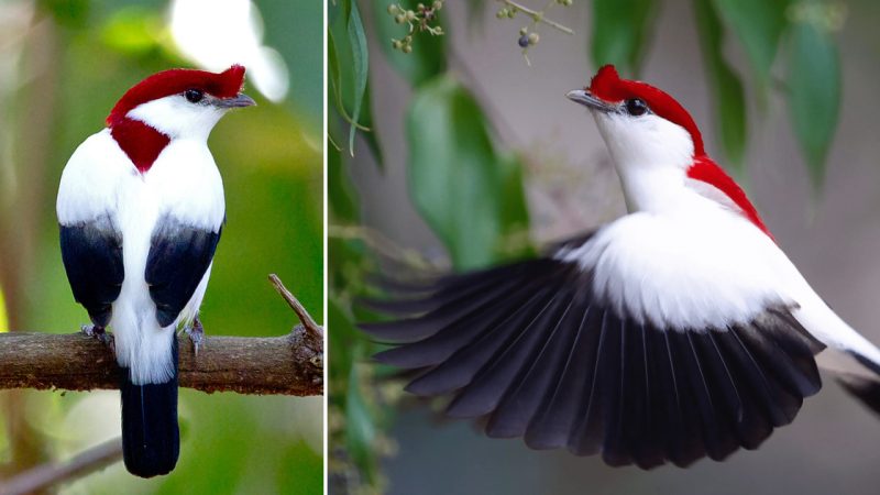 Protecting the Beauty of the Araripe Manakin and its Habitat