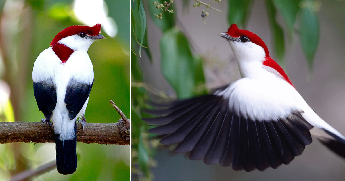 Protecting the Beauty of the Araripe Manakin and its Habitat