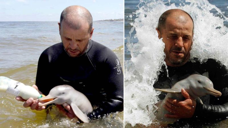 Rescued Baby Dolphin Receives Hand-Rearing in Uruguay