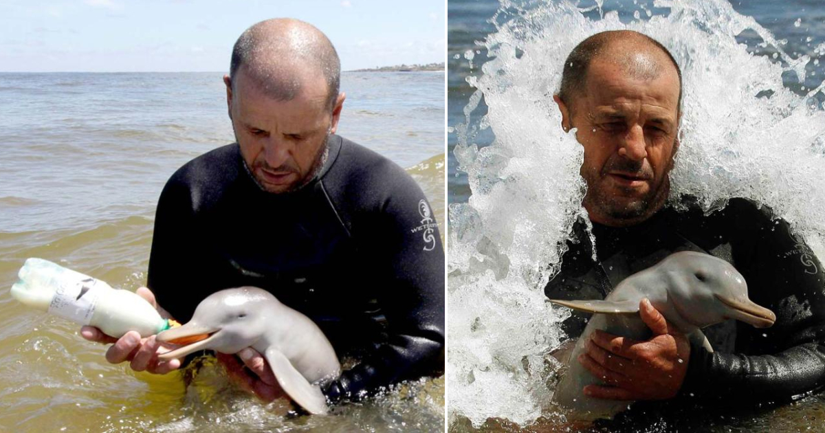 Rescued Baby Dolphin Receives Hand-Rearing in Uruguay