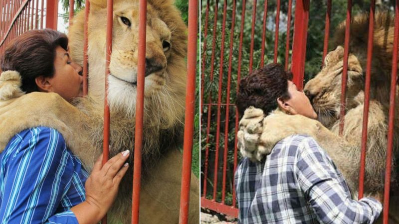 Rescued Lion Bids Goodbye to Lifelong Rescuer after 20 Years Together