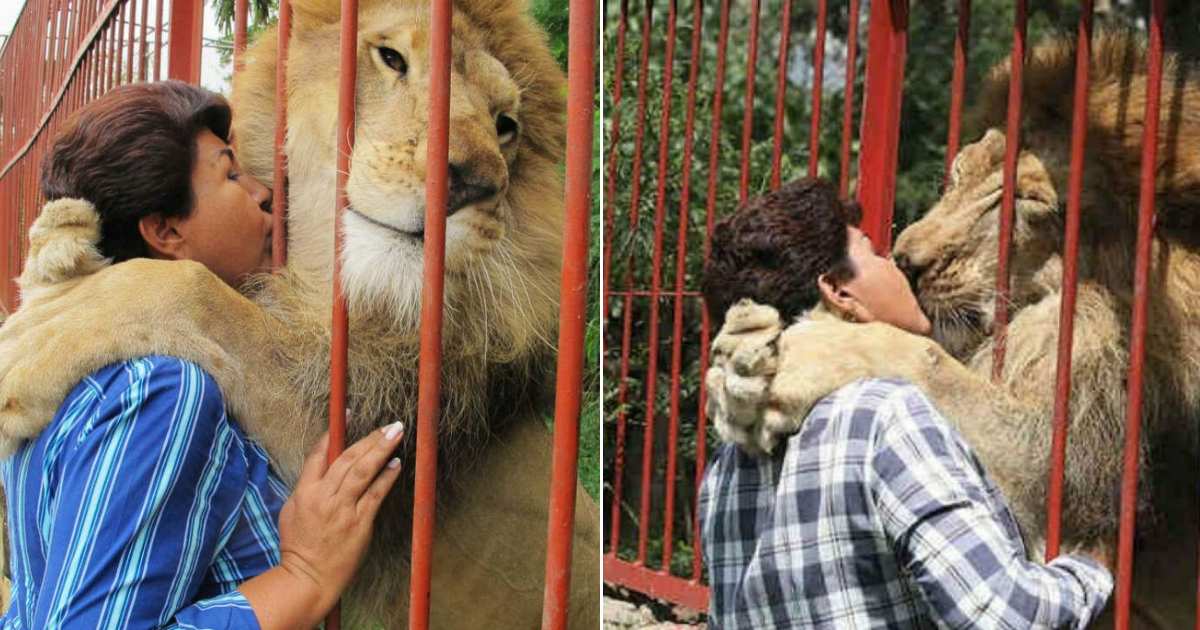 Rescued Lion Bids Goodbye to Lifelong Rescuer after 20 Years Together