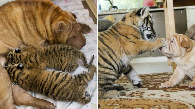 Shar Pei Dog Nurtures Endangered Tiger Cubs in Russia