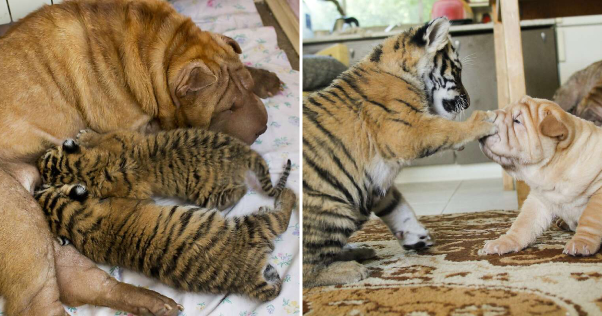 Shar Pei Dog Nurtures Endangered Tiger Cubs in Russia