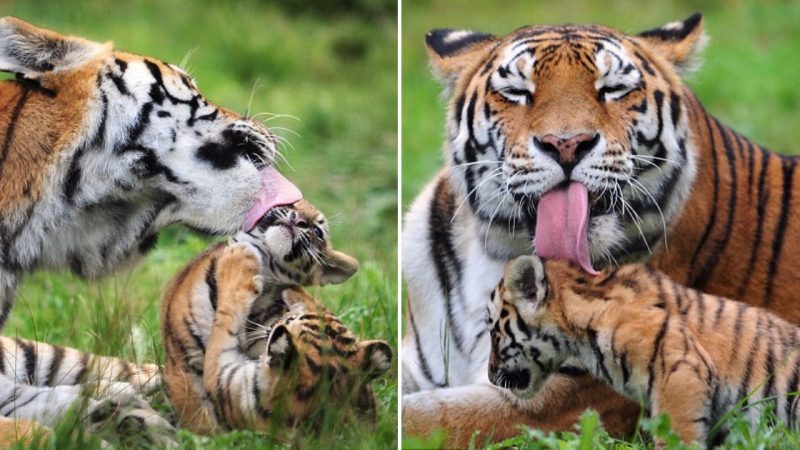 Siberian Tiger Cubs Enjoy a Playful Bath with Their Mother