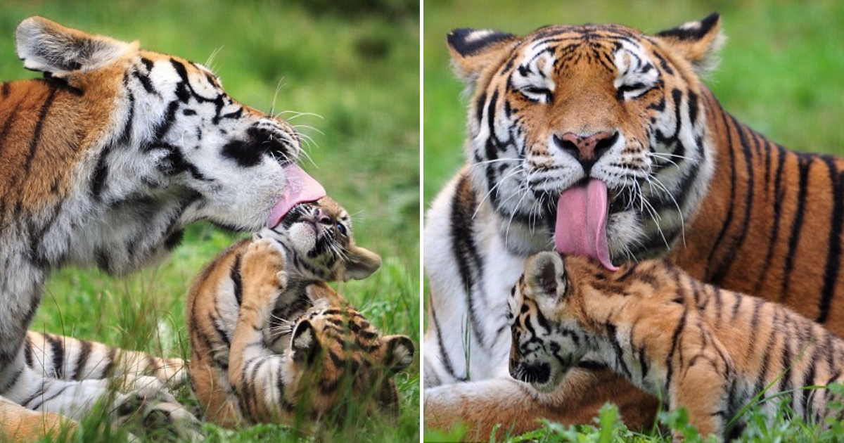 Siberian Tiger Cubs Enjoy a Playful Bath with Their Mother