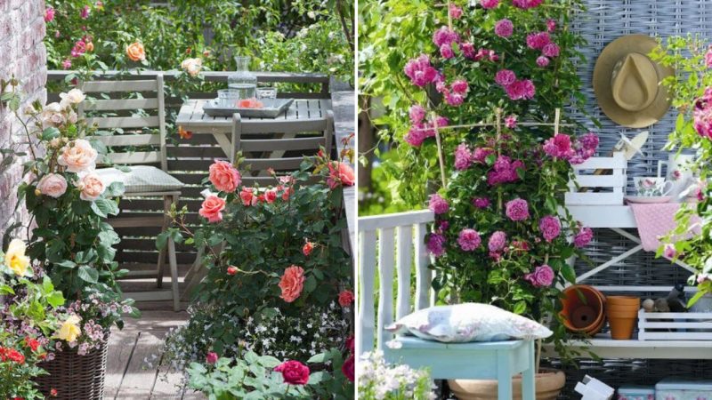 Small Rose Gardens for Design Enthusiasts