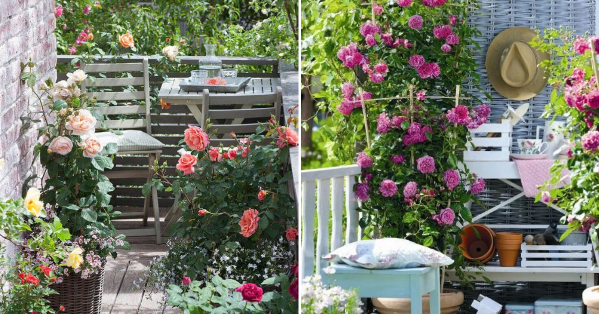 Small Rose Gardens for Design Enthusiasts