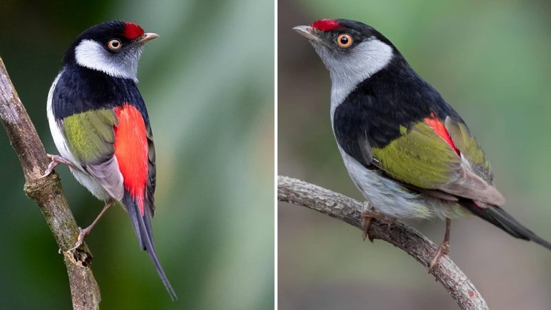 So Tiny, So Striking: The Pin-tailed Manakin – A Technicolor Jigsaw of Beauty