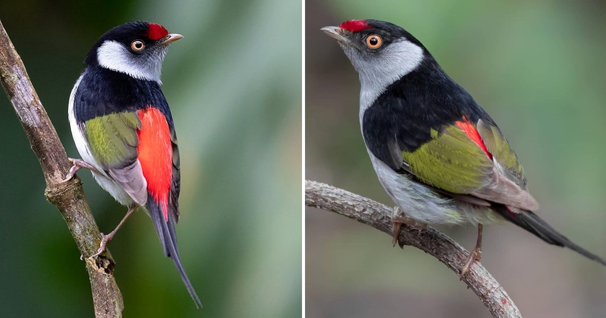 So Tiny, So Striking: The Pin-tailed Manakin – A Technicolor Jigsaw of Beauty