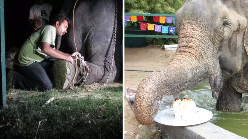 Tears of Freedom: Rescued Elephant Celebrates Birthday and Overcomes Years of Abuse