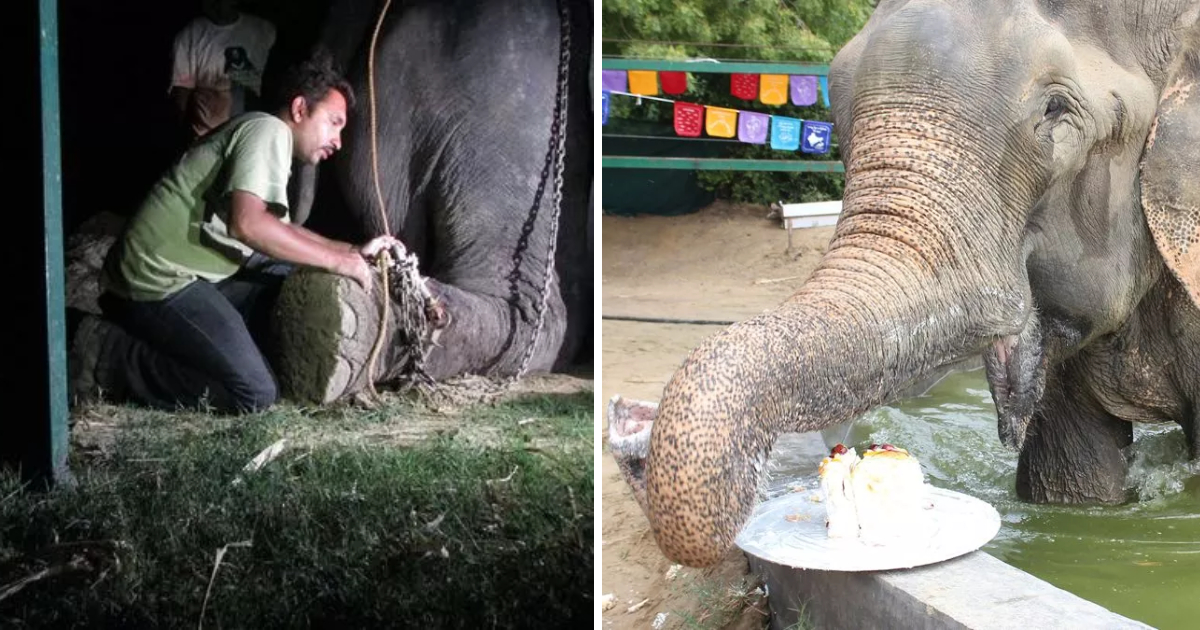 Tears of Freedom: Rescued Elephant Celebrates Birthday and Overcomes Years of Abuse