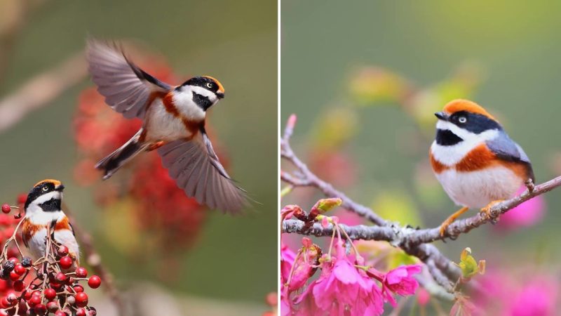 The Alluring Beauty of the Black-Throated Bushtit: A Small Bird with Exquisite Colors