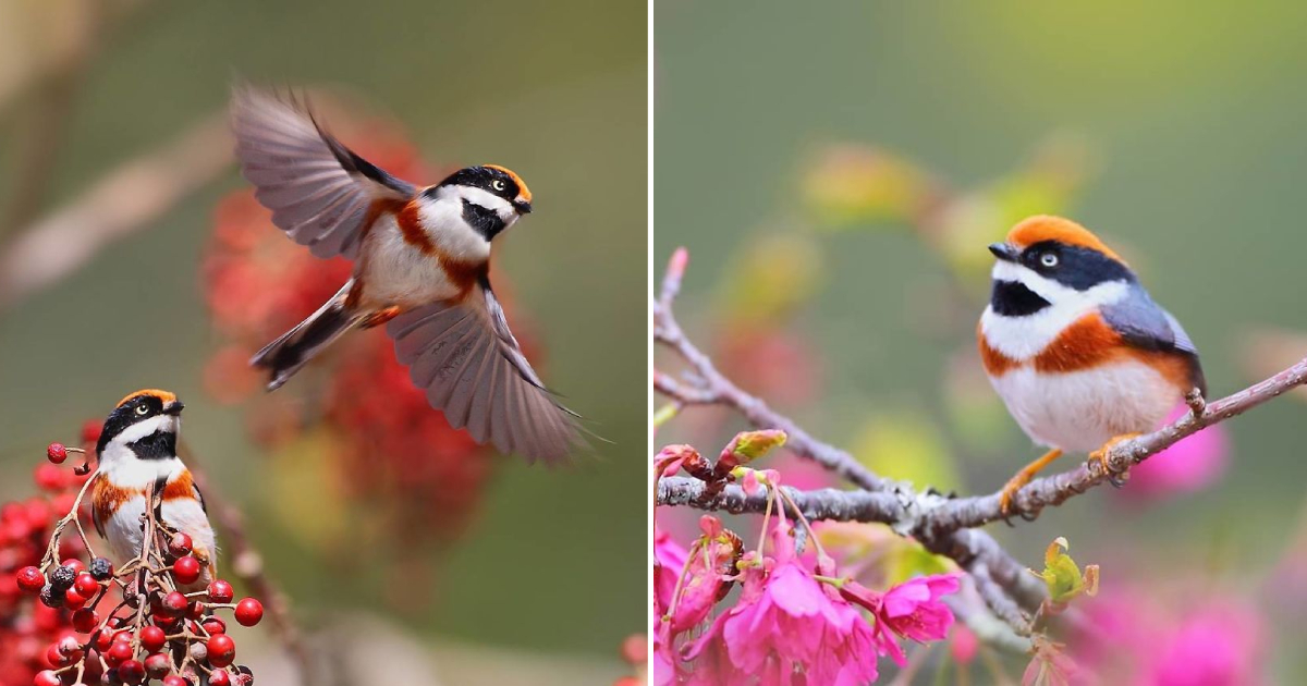 The Alluring Beauty of the Black-Throated Bushtit: A Small Bird with Exquisite Colors