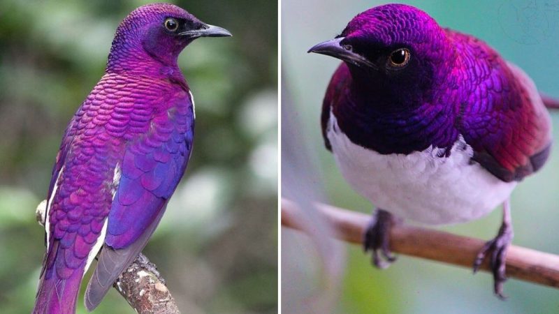 The Amethyst Starling: A Gem-like Intruder with Troublesome Dining Habits Invading North America