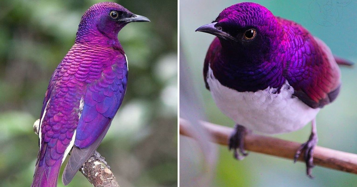 The Amethyst Starling: A Gem-like Intruder with Troublesome Dining Habits Invading North America