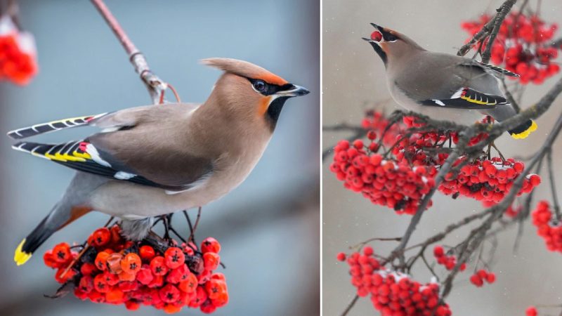 The Astonishing Beauty of Songbirds Feasting on Vibrant Fruits