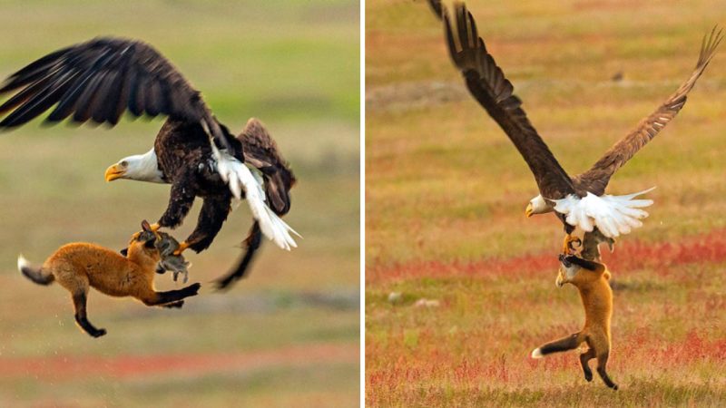 The Battle of the Fox and the Eagle: A Fierce Struggle for Food