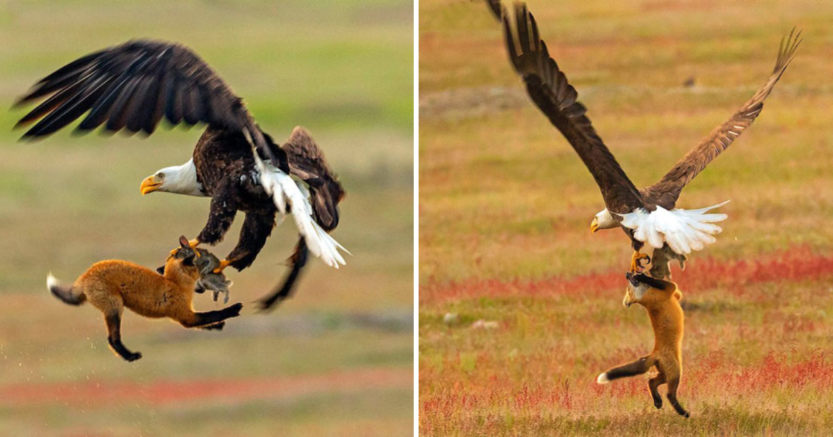 The Battle of the Fox and the Eagle: A Fierce Struggle for Food