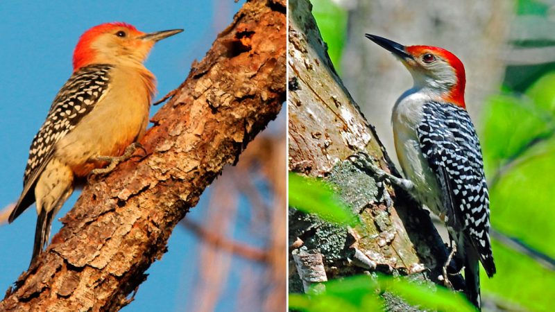 The Beautiful Red-Headed Woodpecker with Zebra-Striped Wings and a Distinctive Belly Color