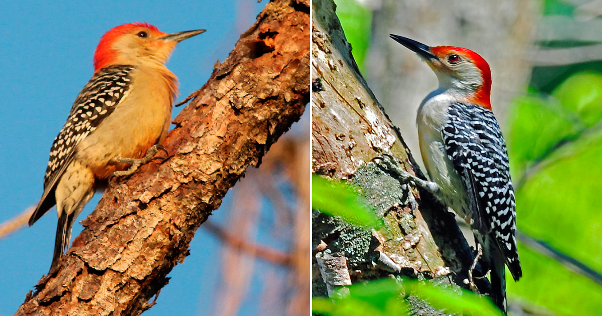 The Beautiful Red-Headed Woodpecker with Zebra-Striped Wings and a Distinctive Belly Color