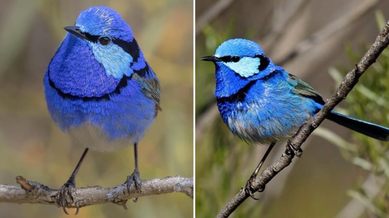 The Beautiful Splendid Fairywren: A Marvel of Australian Avian Artistry